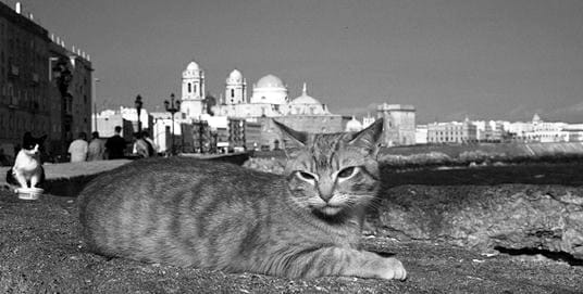 13 años ayudando a los gatos en Cádiz